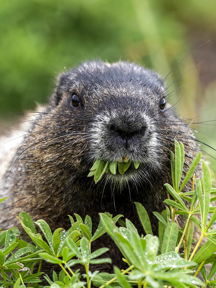 Adult hoary marmot (Marmota caligata), on the Skyline Trail, Mount Rainier National Park, Washington State, United States of America, North America