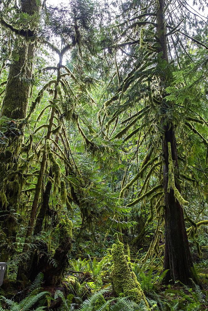 Lichen-covered trees on the Marymere Falls Trail, Quinault Rain Forest, Olympic National Park, UNESCO World Heritage Site, Washington State, United States of America, North America