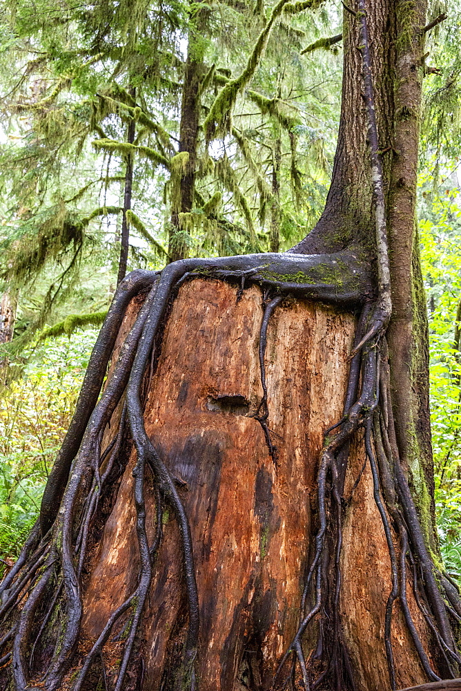 Nursery log on the Rain Forest Nature Trail, Quinault Rain Forest, Olympic National Park, UNESCO World Heritage Site, Washington State, United States of America, North America