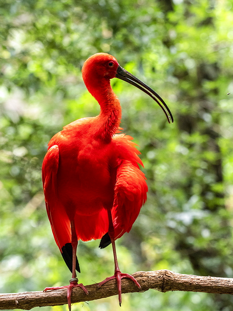 Captive scarlet ibis (Eudocimus ruber), Parque das Aves, Foz do Iguacu, Parana State, Brazil, South America