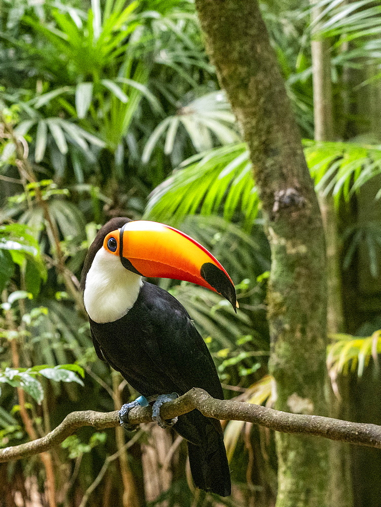 Captive toco toucan (Ramphastos toco), Parque das Aves, Foz do Iguacu, Parana State, Brazil, South America