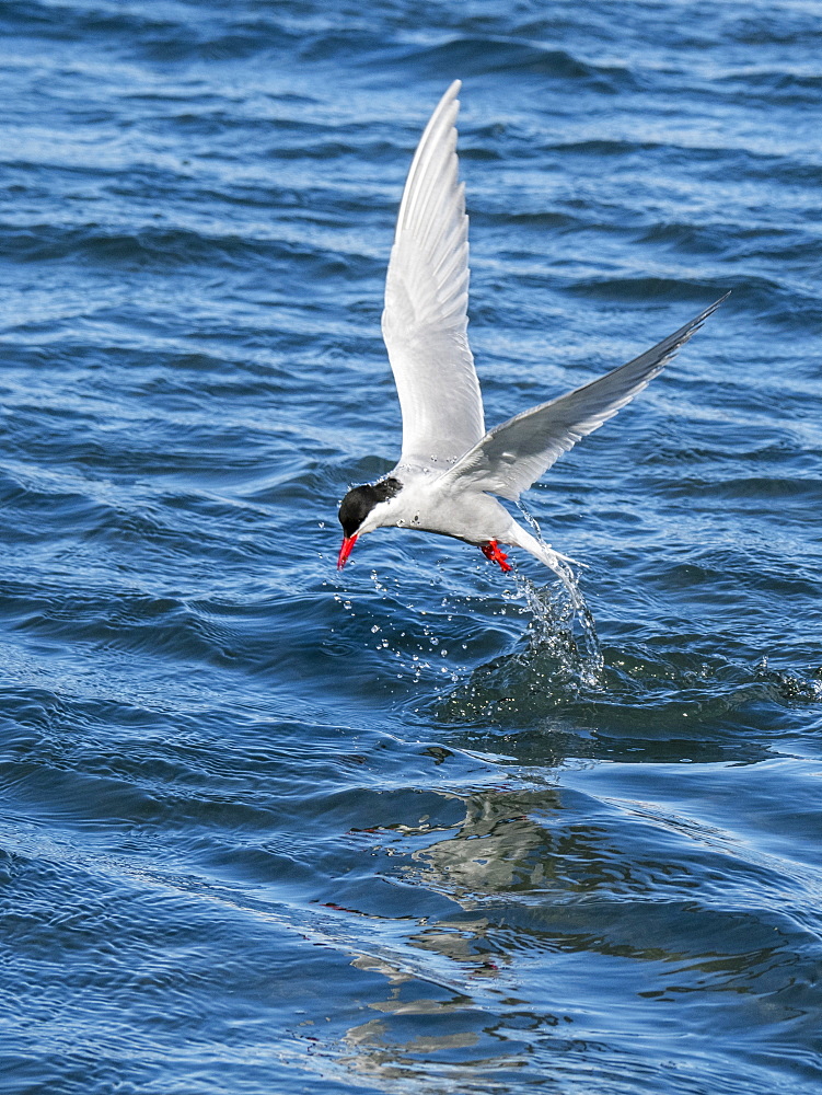 Adult Antarctic tern (Sterna vittata) plunge diving for food in Grytviken, South Georgia, Polar Regions