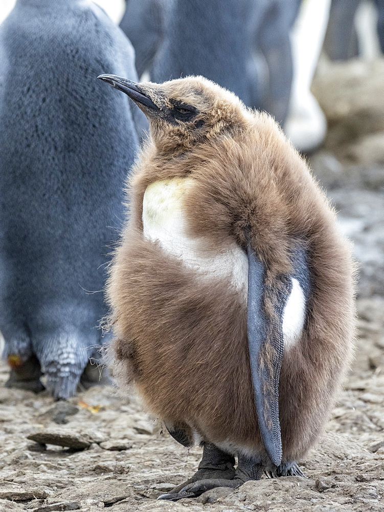 King penguin (Aptenodytes patagonicus) chick molting its downy feathers at Gold Harbor, South Georgia, Polar Regions