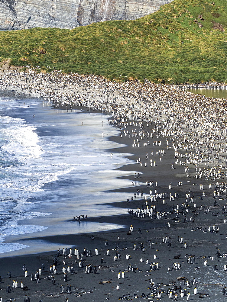 A huge King Penguin (Aptenodytes patagonicus) breeding colony on the beaches of Gold Harbor, South Georgia, Polar Regions