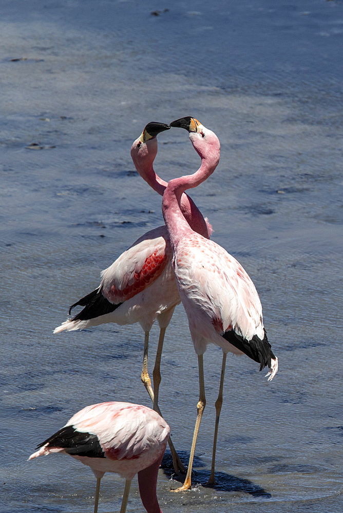 Andean flamingos (Phoenicoparrus andinus), Laguna Tara, Los Flamencos National Reserve, Antofagasta Region, Chile, South America