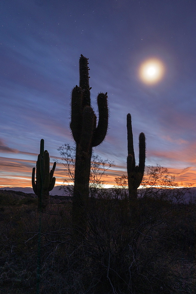 Moonlight on Argentine saguaro cactus (Echinopsis terscheckii), Los Cardones National Park, Salta Province, Argentina, South America