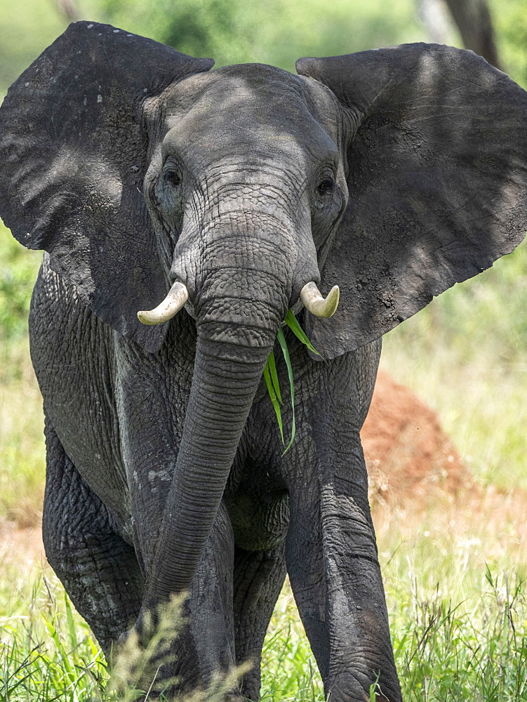 African bush elephant (Loxodonta africana), Tarangire National Park, Tanzania, East Africa, Africa