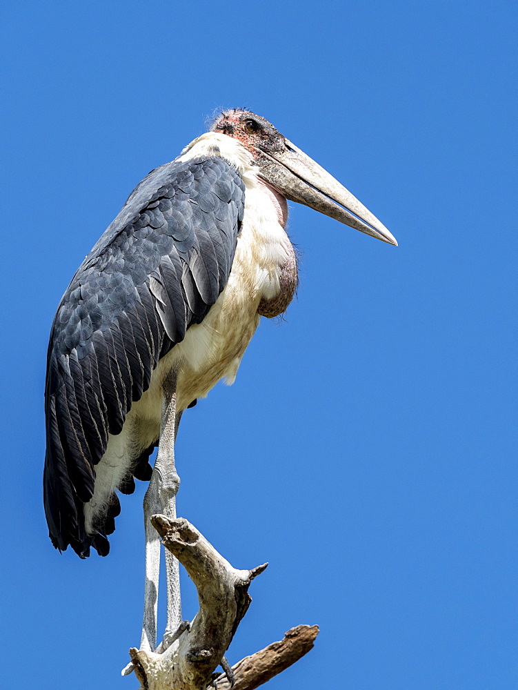 Adult marabou stork (Leptoptilos crumenifer), roosting in a tree in Tarangire National Park, Tanzania, East Africa, Africa