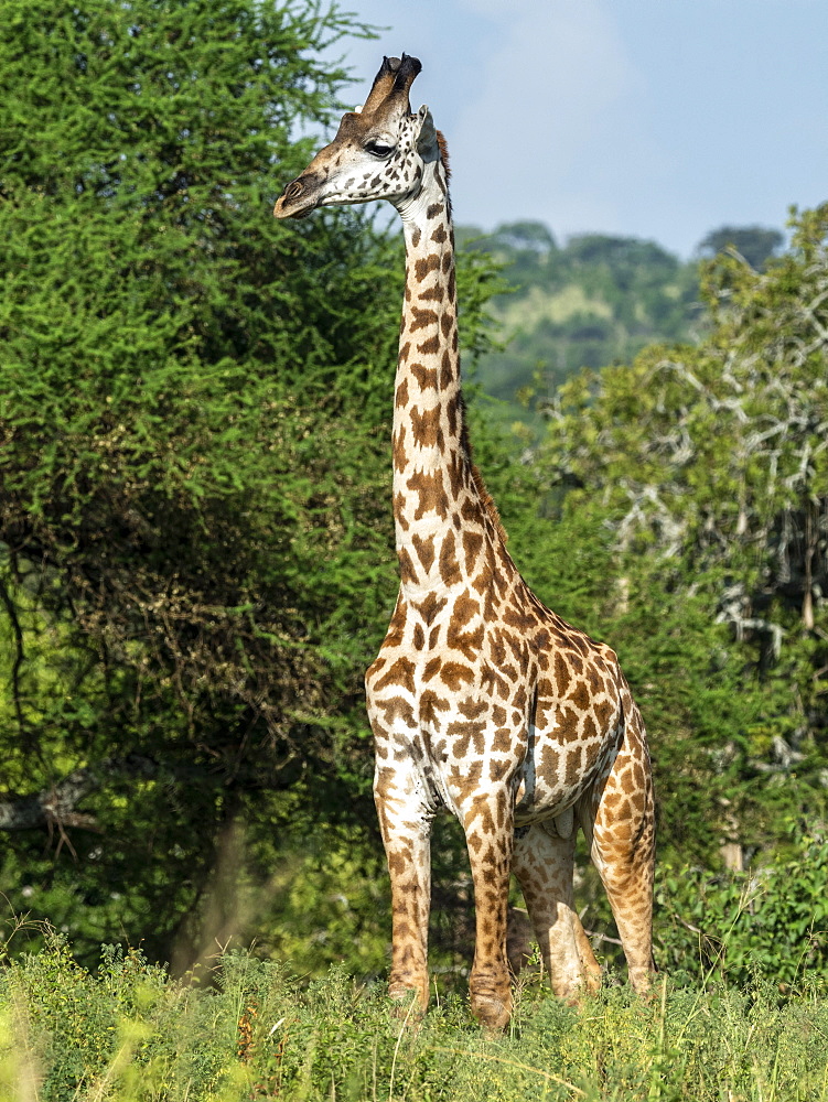 Adult male Masai giraffe (Giraffa camelopardalis tippelskirchii), Tarangire National Park, Tanzania, East Africa, Africa