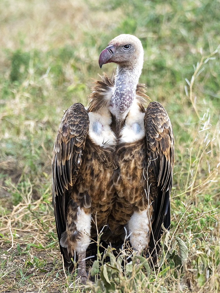 Ruppell's vultures (Gyps rueppelli), on the carcass of a plains zebra in Serengeti National Park, Tanzania, East Africa, Africa