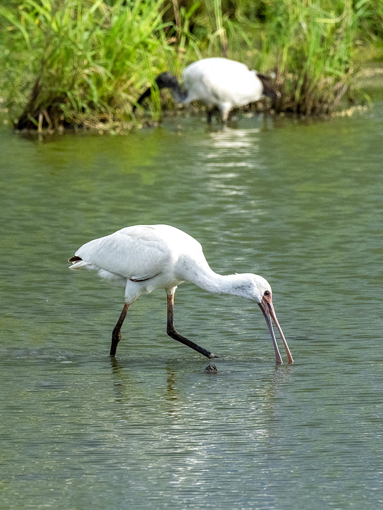 African spoonbill (Platalea alba), feeding in Tarangire National Park, Tanzania, East Africa, Africa