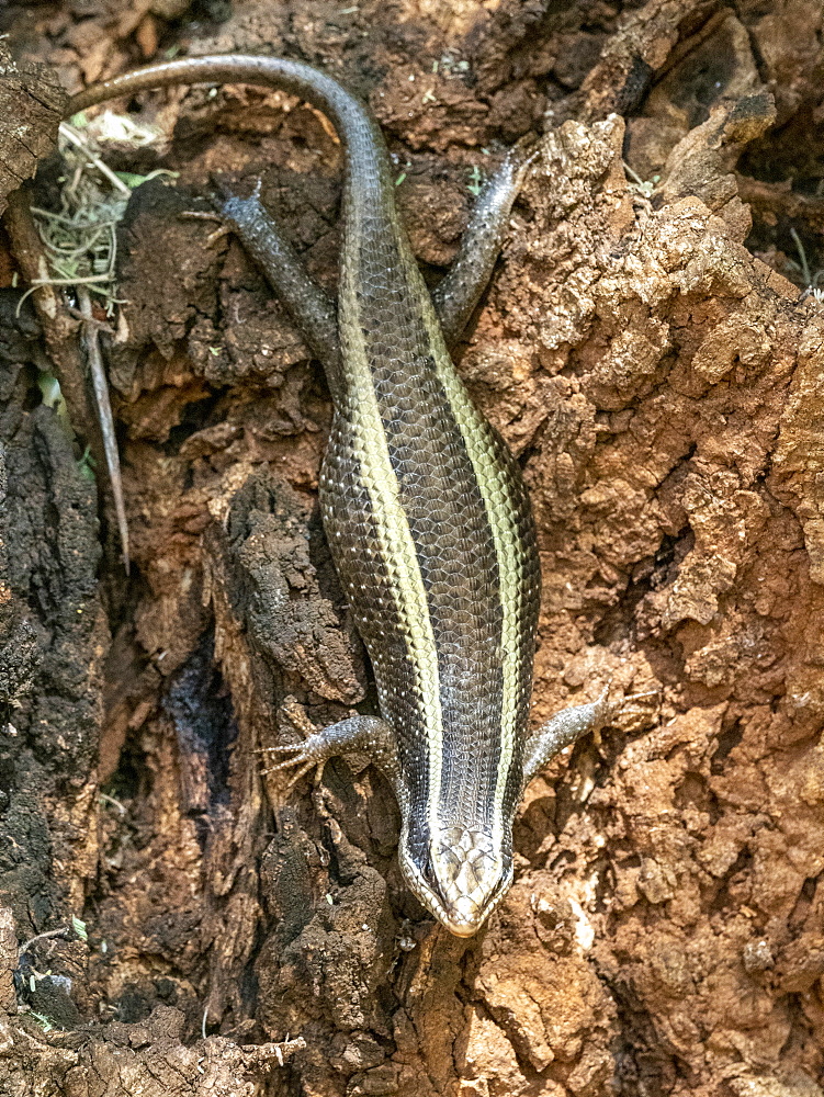 An adult African striped skink (Trachylepis striata), Tarangire National Park, Tanzania, East Africa, Africa