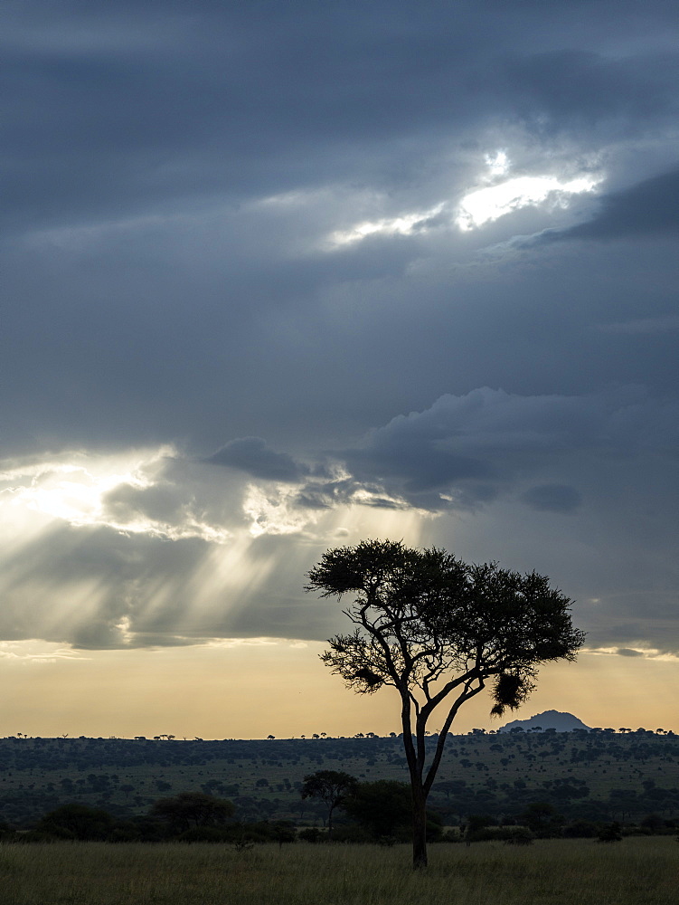 Storm clouds and God's rays in Tarangire National Park, Tanzania, East Africa, Africa