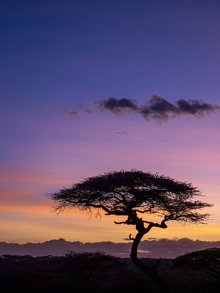 Sunrise over acacia trees in Serengeti National Park, UNESCO World Heritage Site, Tanzania, East Africa, Africa