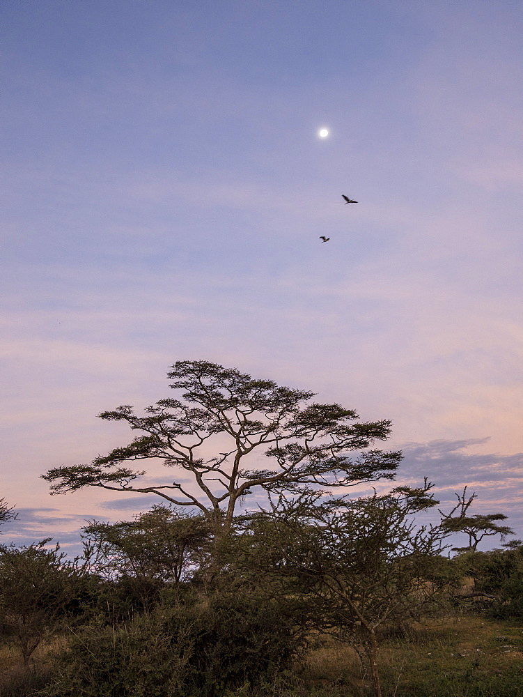 Sunrise over acacia trees with full moon in Serengeti National Park, UNESCO World Heritage Site, Tanzania, East Africa, Africa