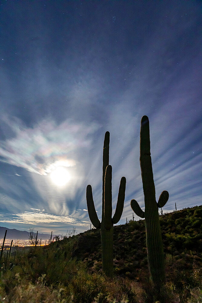 The super full moon rising over saguaro cactus (Carnegiea gigantea), Sweetwater Preserve, Tucson, Arizona, United States of America, North America