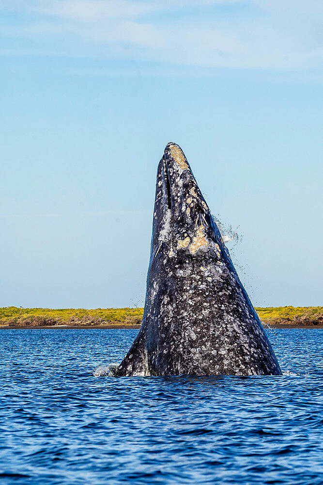 Adult California gray whale (Eschrichtius robustus), breaching in San Ignacio Lagoon, Baja California Sur, Mexico, North America