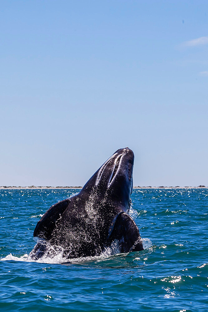 California gray whale calf (Eschrichtius robustus), breaching in San Ignacio Lagoon, Baja California Sur, Mexico, North America