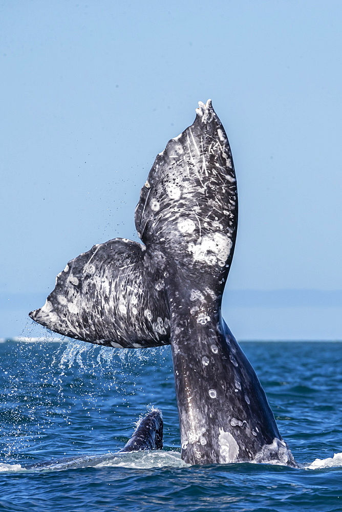 California gray whales (Eschrichtius robustus), courtship behaviour, San Ignacio Lagoon, Baja California Sur, Mexico, North America