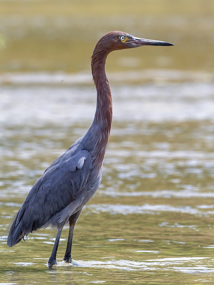 Juvenile reddish egret (Egretta rufescens), wading in tidal estuary, San Jose del Cabo, Baja California Sur, Mexico, North America