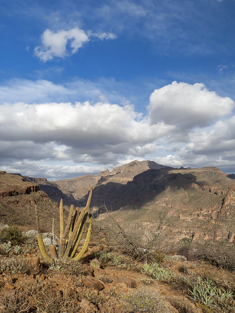 Sierra de San Francisco in the El Vizcaino Biosphere Reserve, Baja California Sur, Mexico, North America