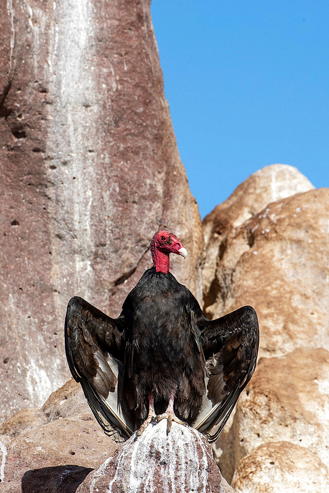 Adult turkey vulture (Cathartes aura), at Los Islotes, Baja California Sur, Mexico, North America