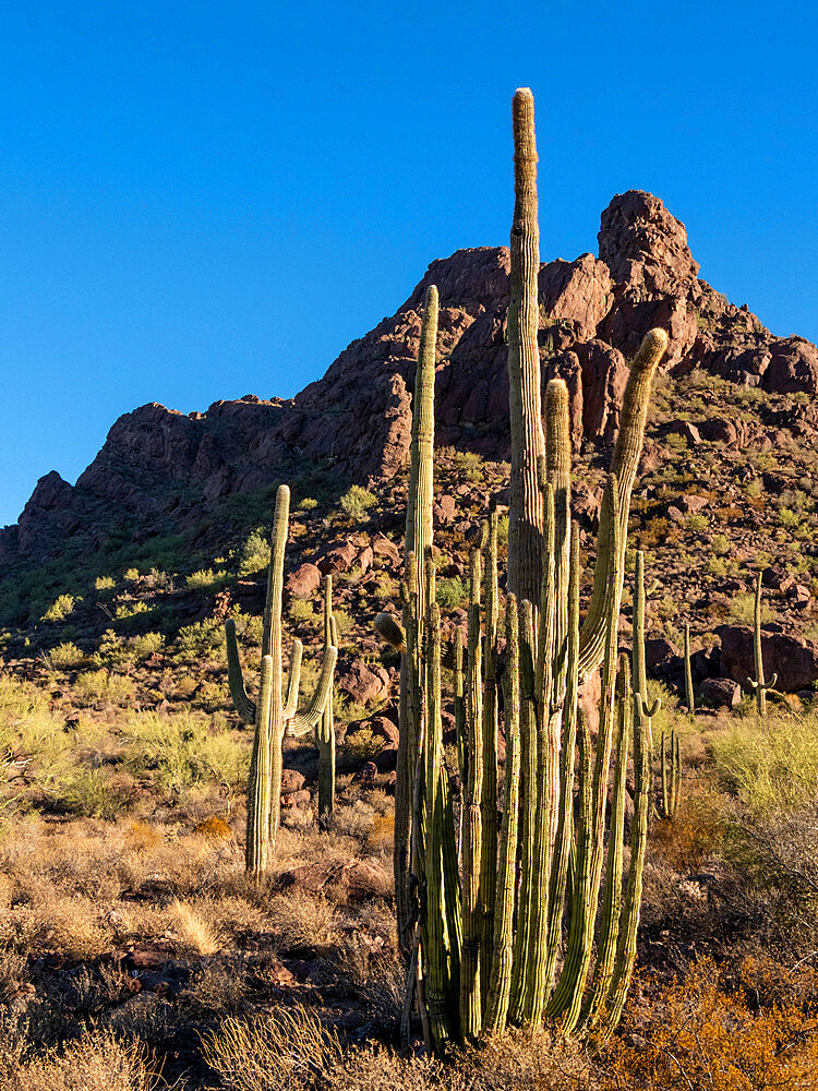 Organ pipe cactus (Stenocereus thurberi), Organ Pipe Cactus National Monument, Sonoran Desert, Arizona, United States of America, North America