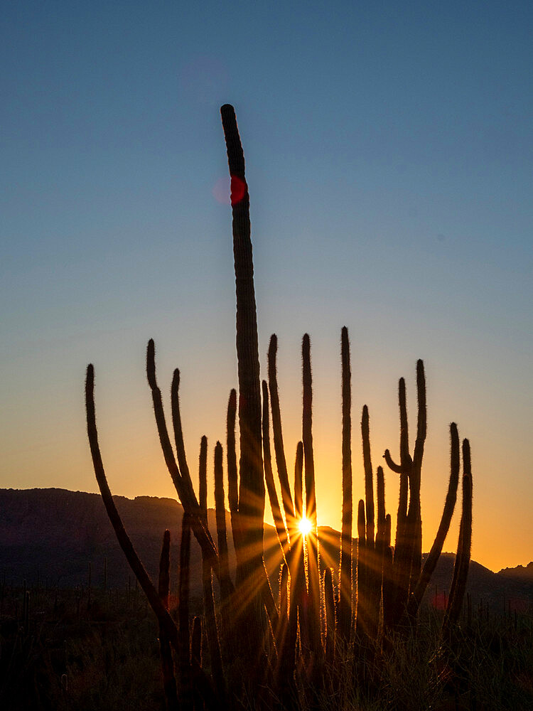 Organ pipe cactus (Stenocereus thurberi) at sunset, Organ Pipe Cactus National Monument, Sonoran Desert, Arizona, United States of America, North America