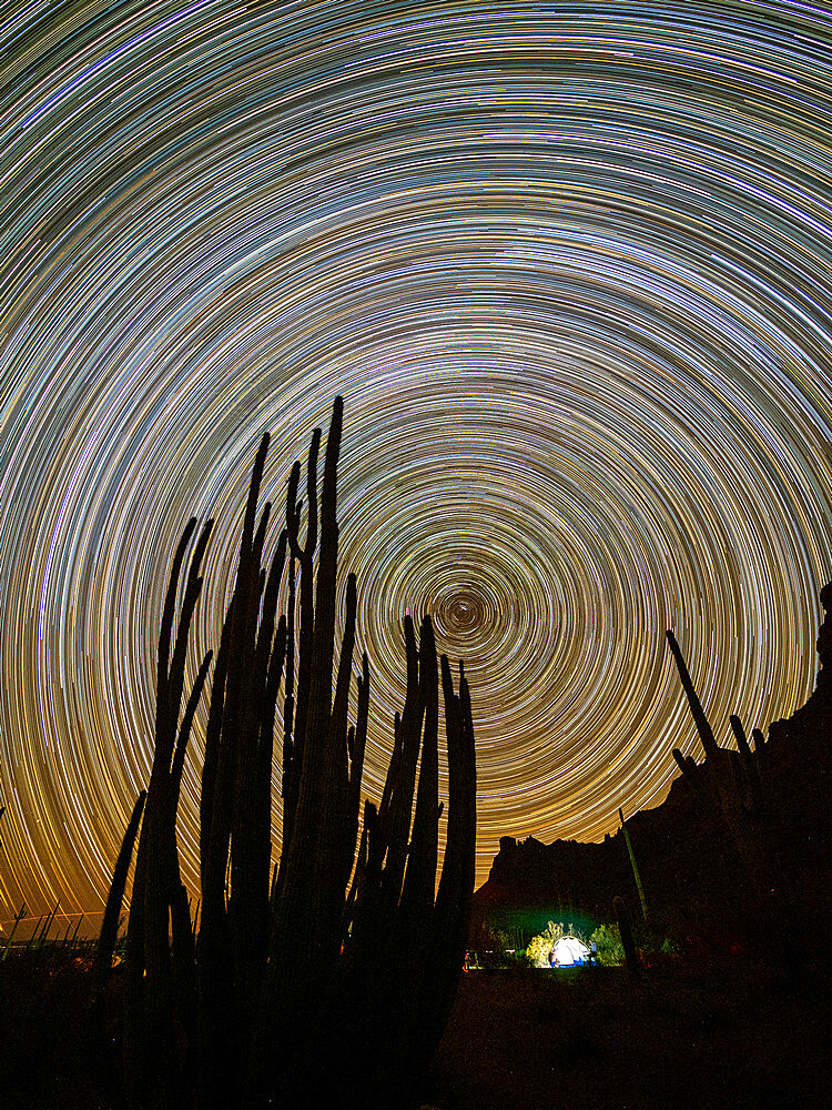 Organ pipe cactus (Stenocereus thurberi) at night, Organ Pipe Cactus National Monument, Sonoran Desert, Arizona, United States of America, North America