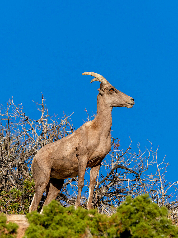 Desert bighorn sheep (Ovis canadensis nelsoni), Joshua Tree National Park, Mojave Desert, California, United States of America, North America