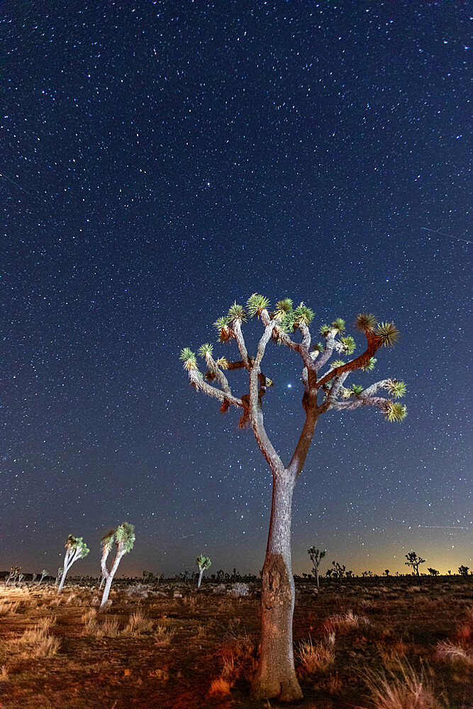 Joshua tree (Yucca brevifolia), at night in Joshua Tree National Park, Mojave Desert, California, United States of America, North America