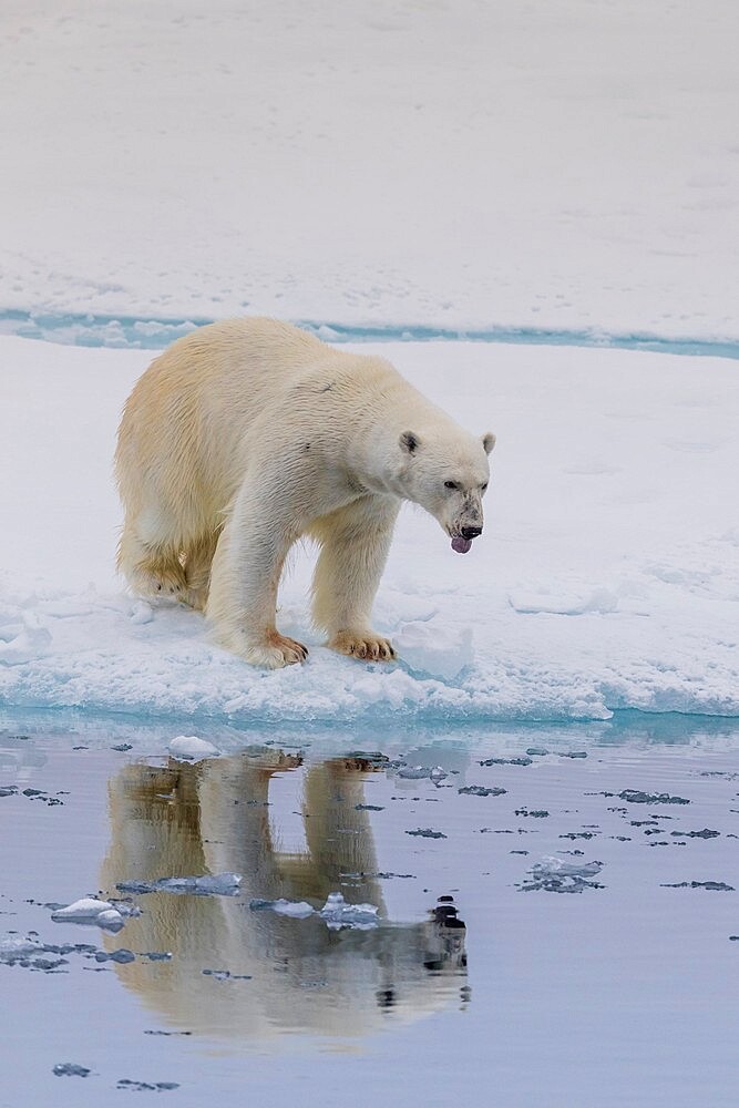 Adult polar bear (Ursus maritimus), reflected in the sea on ice near Ellesmere Island, Nunavut, Canada, North America