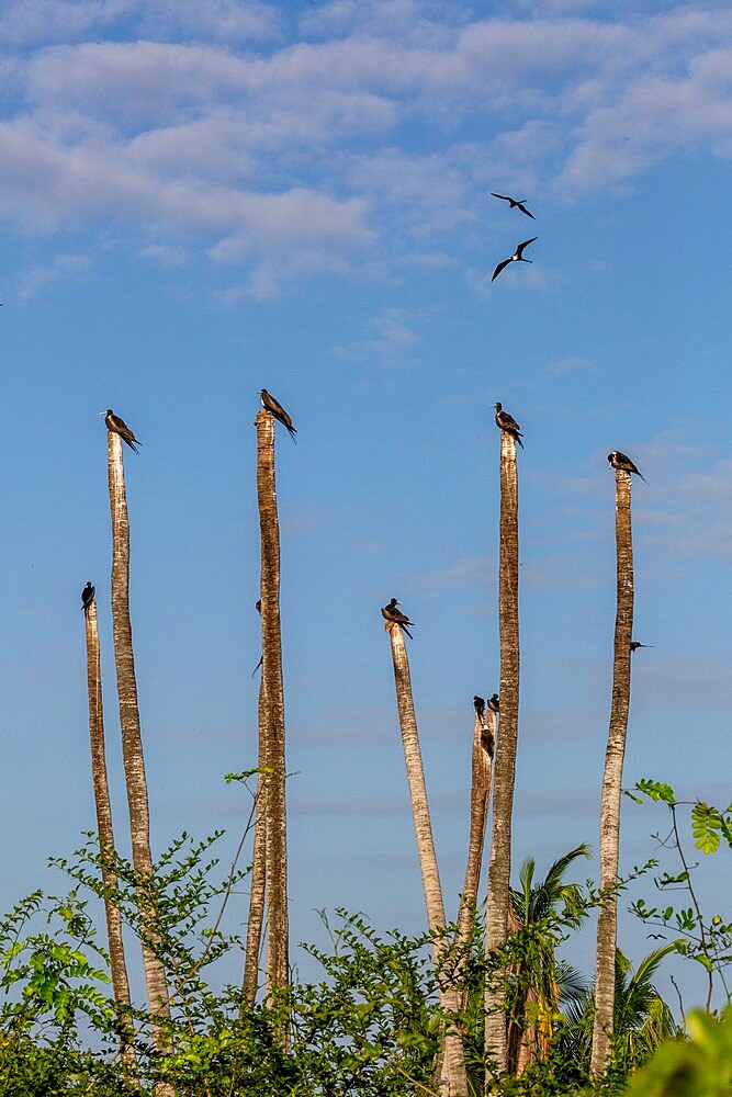 Magnificent frigatebirds (Fregata magnificens), perched on palm trees, Isla Iguana Wildlife Refuge, Panama, Central America