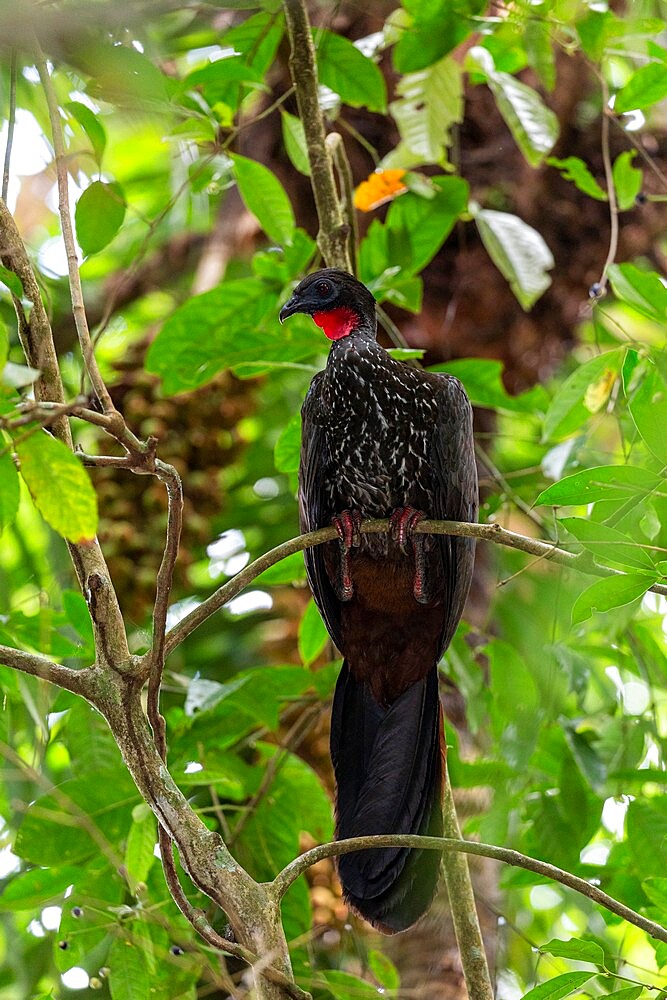 Adult crested guan (Penelope purpurascens), Barro Colorado Island, Gatun Lake, Panama, Central America