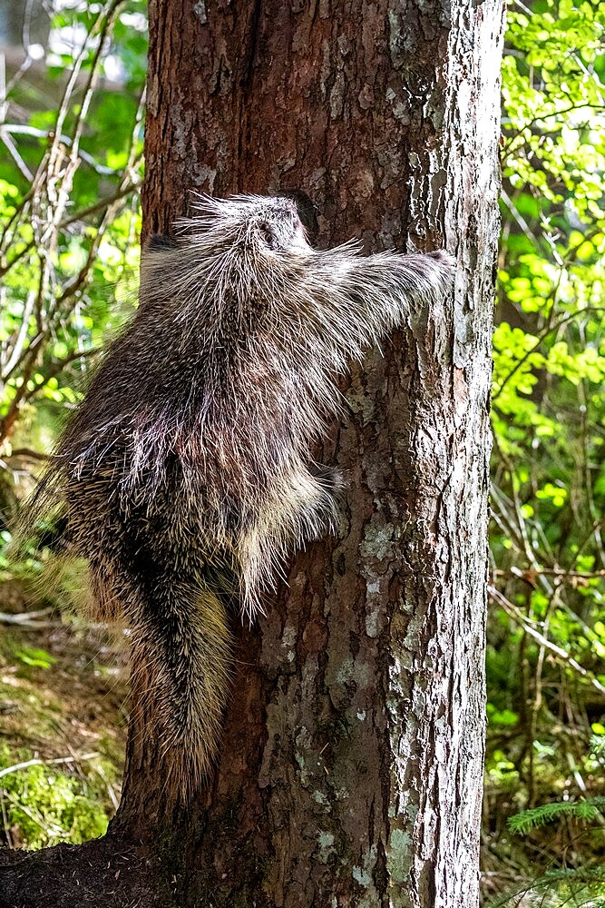 Adult North American porcupine (Erethizon dorsatum), climbing a tree, Glacier Bay National Park, Alaska, United States of America, North America