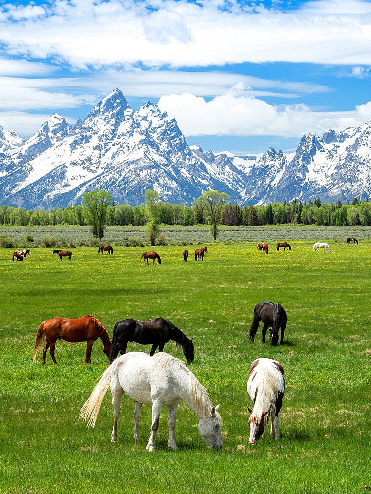 Adult horses (Equus ferus caballus) grazing at the foot of the Grand Teton Mountains, Wyoming, United States of America, North America