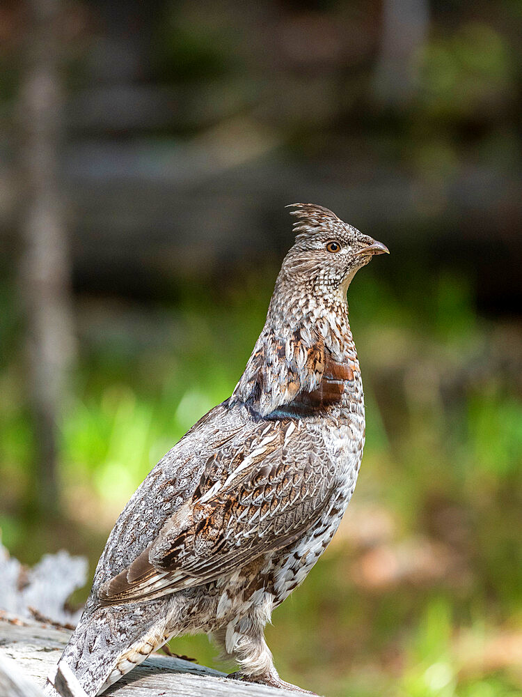 An adult female dusky grouse (Dendragapus obscurus), displaying in Yellowstone National Park, Wyoming, United States of America, North America