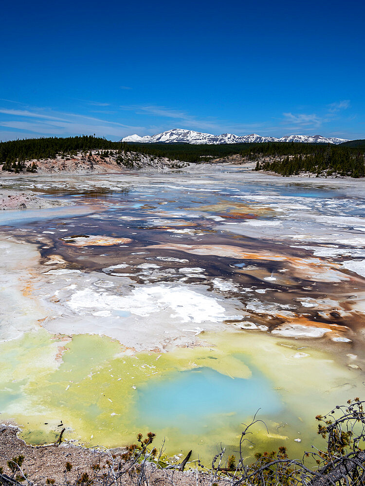 Porcelain Springs in the Norris Geyser Basin, Yellowstone National Park, UNESCO World Heritage Site, Wyoming, United States of America, North America