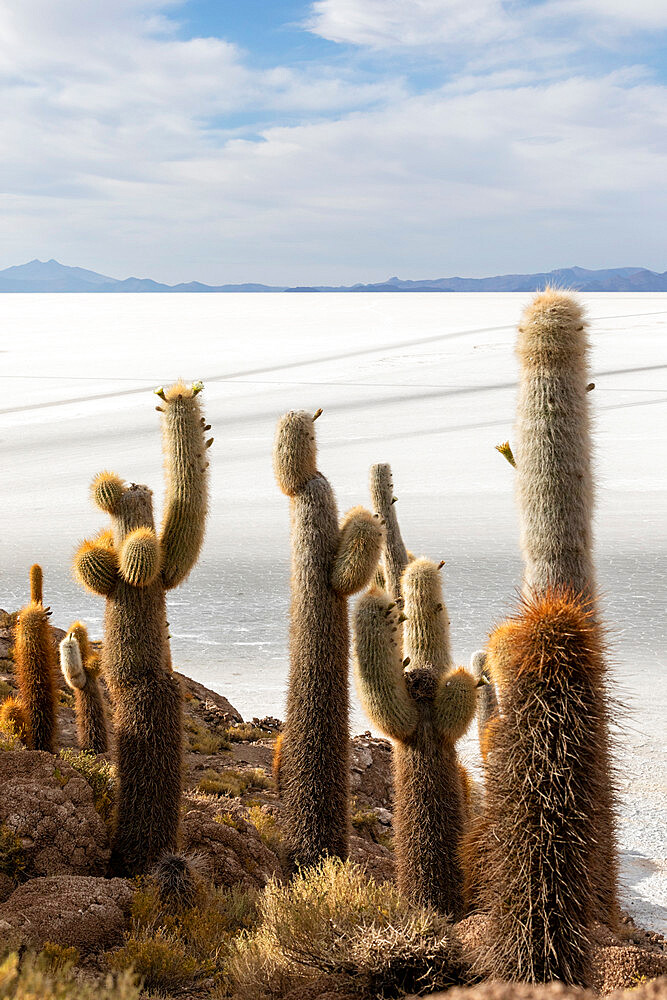 A forest of giant cardon cactus (Echinopsis atacamensis) growing on Isla Incahuasi, on the Salar de Uyuni, Bolivia, South America