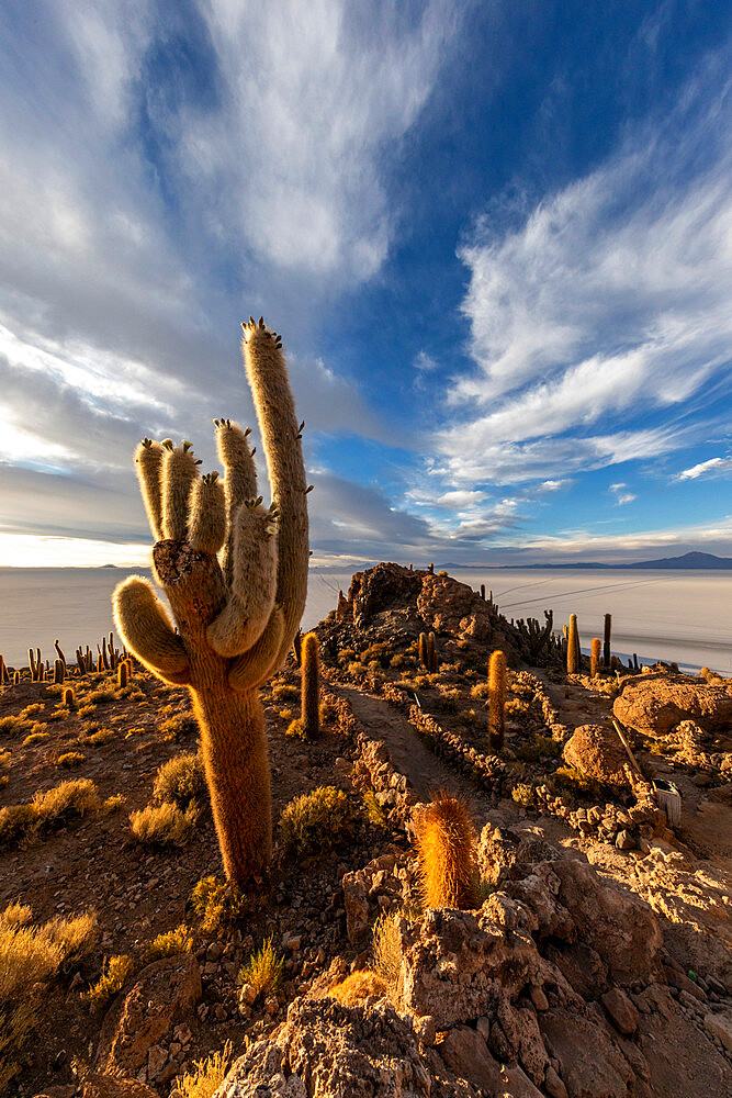 A forest of giant cardon cactus (Echinopsis atacamensis) at sunset on Isla Incahuasi, on the Salar de Uyuni, Bolivia, South America