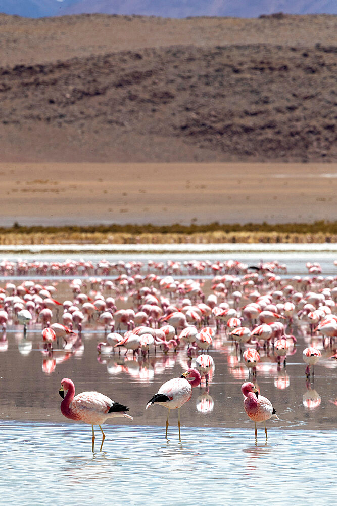 Flamingos gathered in the hundreds to feed, Eduardo Avaroa Andean Fauna National Reserve, Bolivia, South America