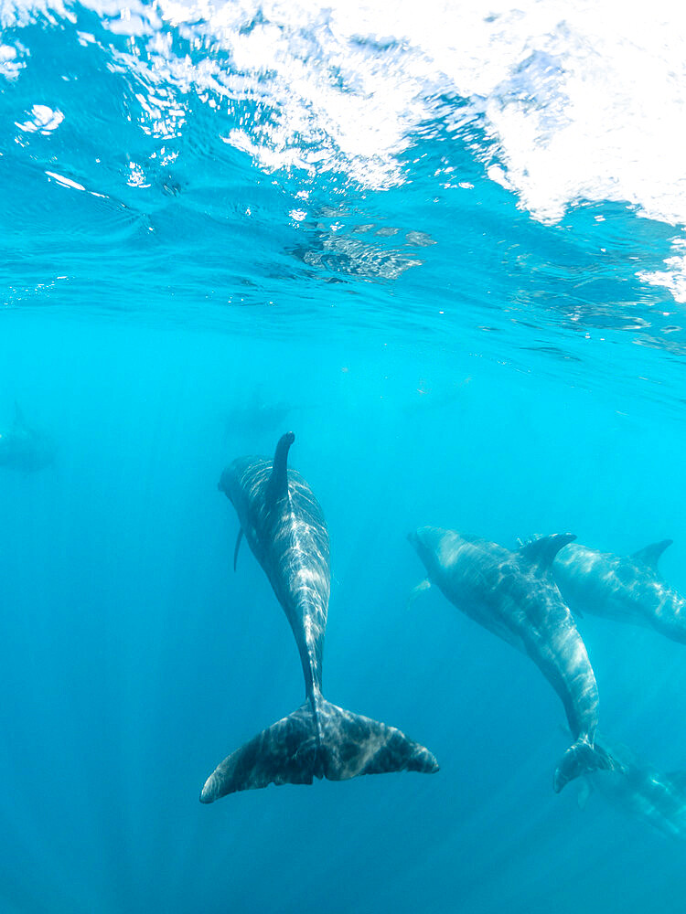 Adult bottlenose dolphins (Tursiops truncatus), underwater near Fernandina Island, Galapagos, Ecuador, South America