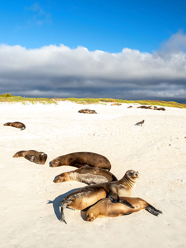 Galapagos sea lions (Zalophus wollebaeki), on the beach in Cerro Brujo, San Cristobal Island, Galapagos, Ecuador, South America