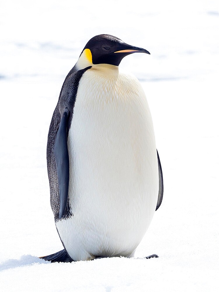 An adult emperor penguin (Aptenodytes forsteri), on the ice near Snow Hill Island, Weddell Sea, Antarctica, Polar Regions