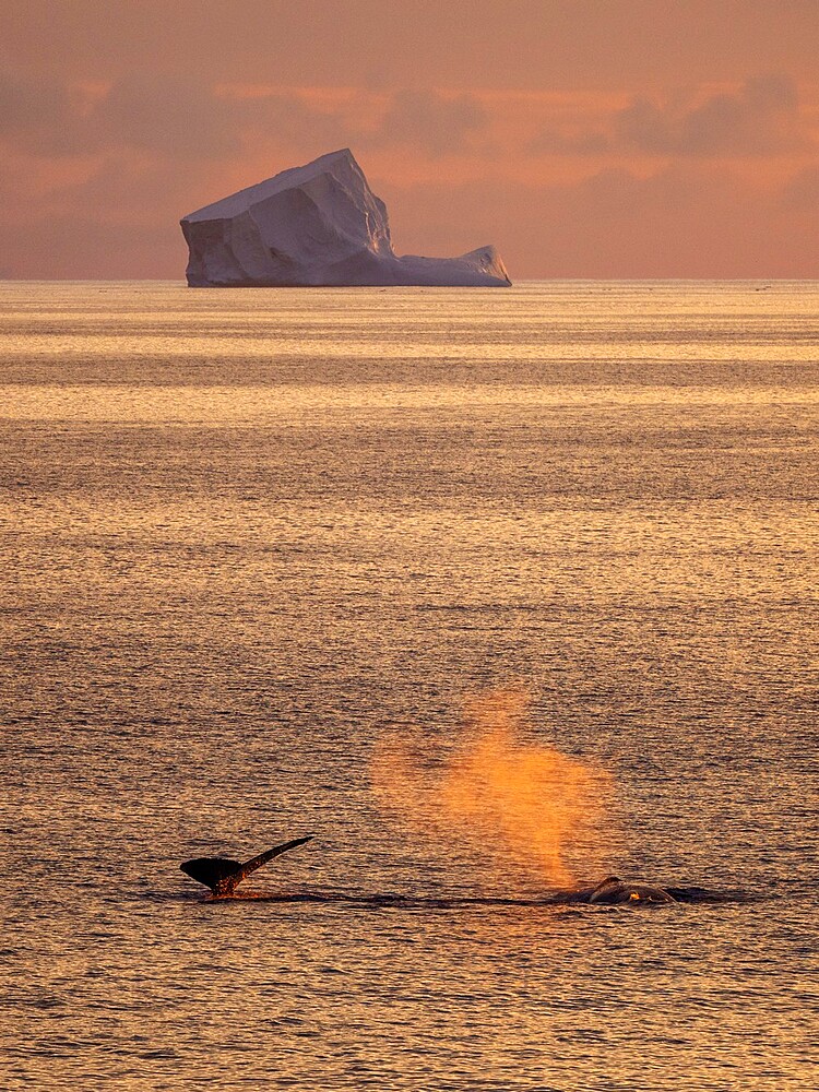 An adult humpback whale (Megaptera novaeangliae), flukes up dive at sea to Peter I Island, Antarctica, Polar Regions