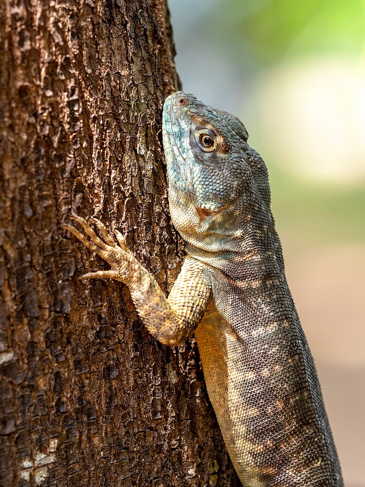 Amazon lava lizard (Tropidurus torquatus), Pouso Allegre, Mato Grosso, Pantanal, Brazil, South America