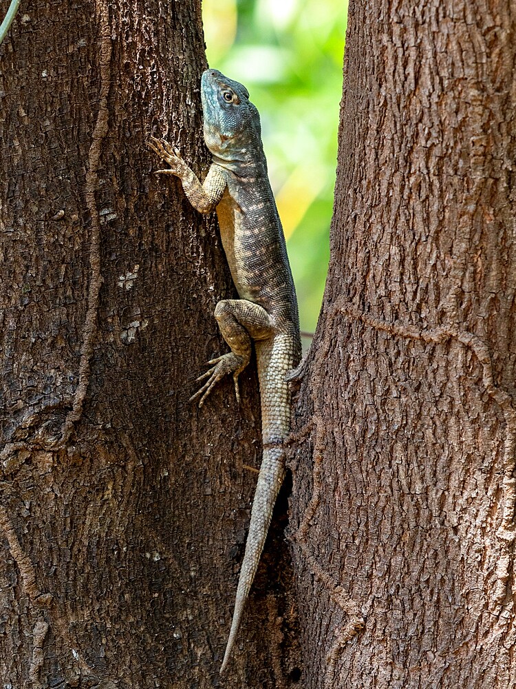 Amazon lava lizard (Tropidurus torquatus), Pouso Allegre, Mato Grosso, Pantanal, Brazil, South America