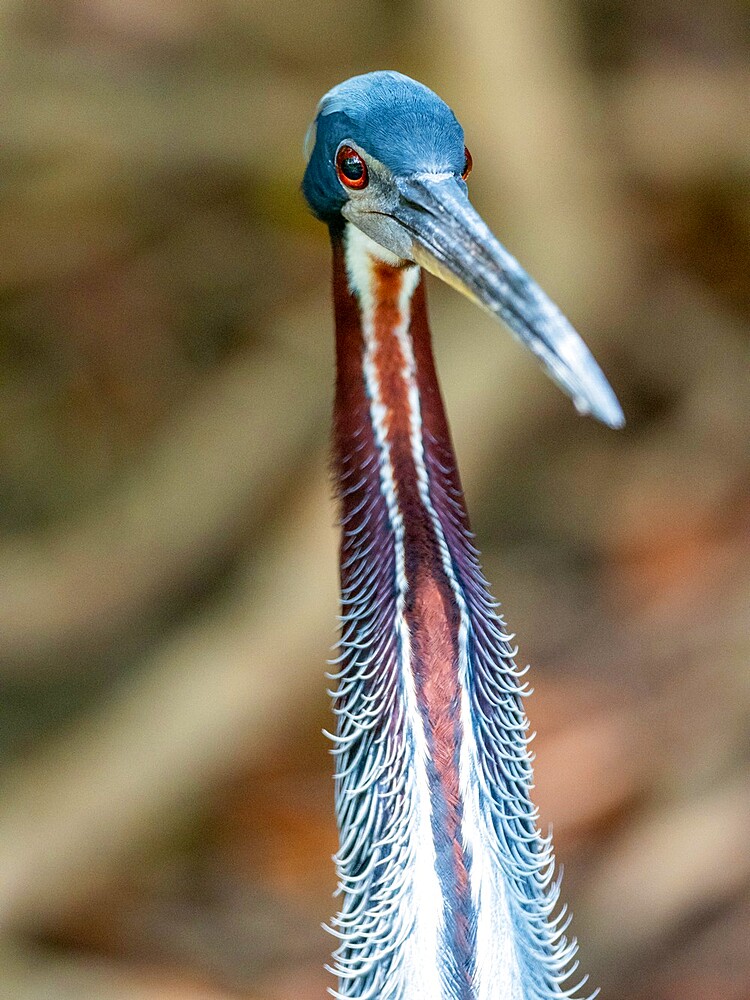 Agami heron (Agamia agami), Rio Pixaim, Mato Grosso, Pantanal, Brazil, South America