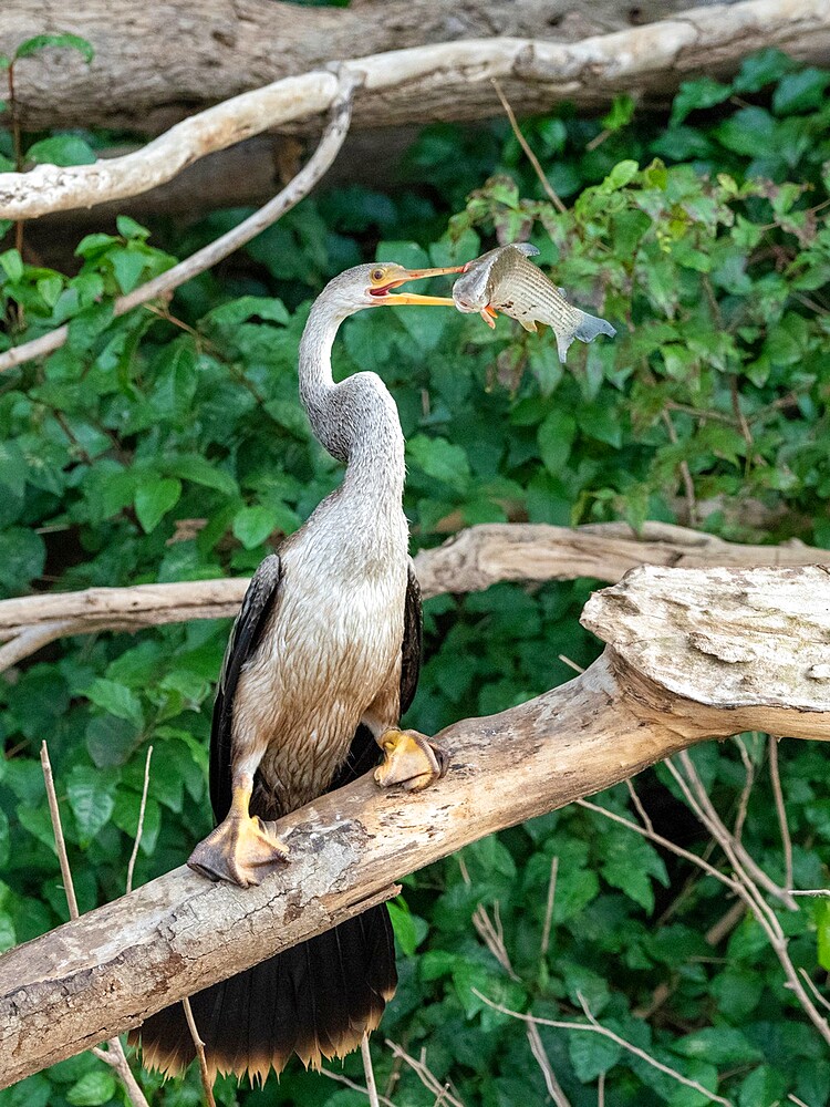 Adult Anhinga (Anhinga anhinga), with a fish on the Rio Tres Irmao, Mato Grosso, Pantanal, Brazil, South America