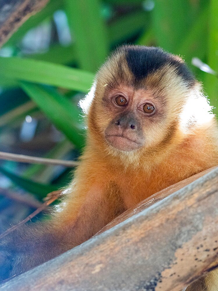 Azaras's capuchin (Sapajus cay), resting in a tree, Pousada Piuval, Mato Grosso, Pantanal, Brazil, South America